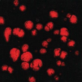 Black Opal - 16 oz Mayco Jungle Gem Crystal Glaze